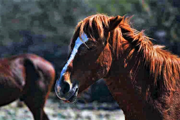 mustangs